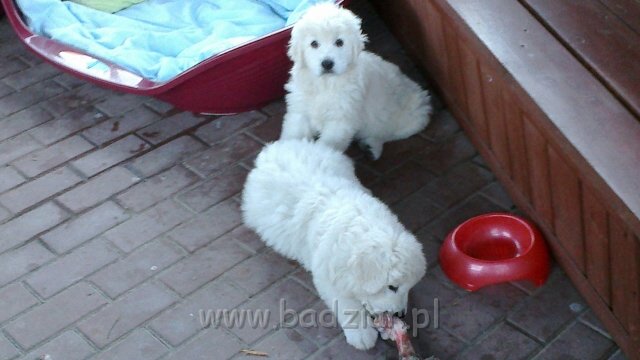 2012-06-25-024.jpg - Owczarek Podhalański - FAWORYTA FAMA Badziar i FIGLARKA FORGA Badziar (8 tygodni)
