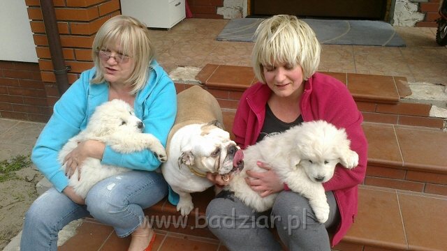 2012-06-26-029.jpg - Owczarek Podhalański - FAWORYTA FAMA Badziar i FIGLARKA FORGA Badziar (8 tygodni)
