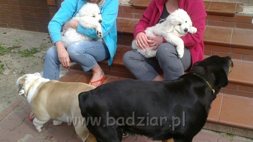 2012-06-26-030.jpg - Owczarek Podhalański - FAWORYTA FAMA Badziar i FIGLARKA FORGA Badziar (8 tygodni)