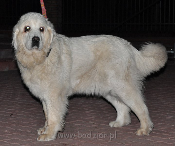 owczarek-podhalanski_5088.jpg - Owczarek Podhalański - FIGLARKA FORGA Badziar (22miesiące)