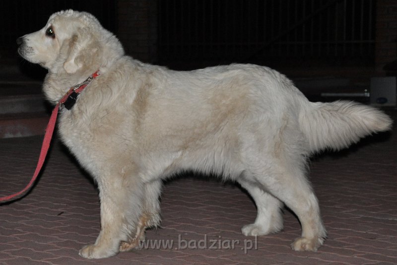 owczarek-podhalanski_5090.jpg - Owczarek Podhalański - FIGLARKA FORGA Badziar (22miesiące)