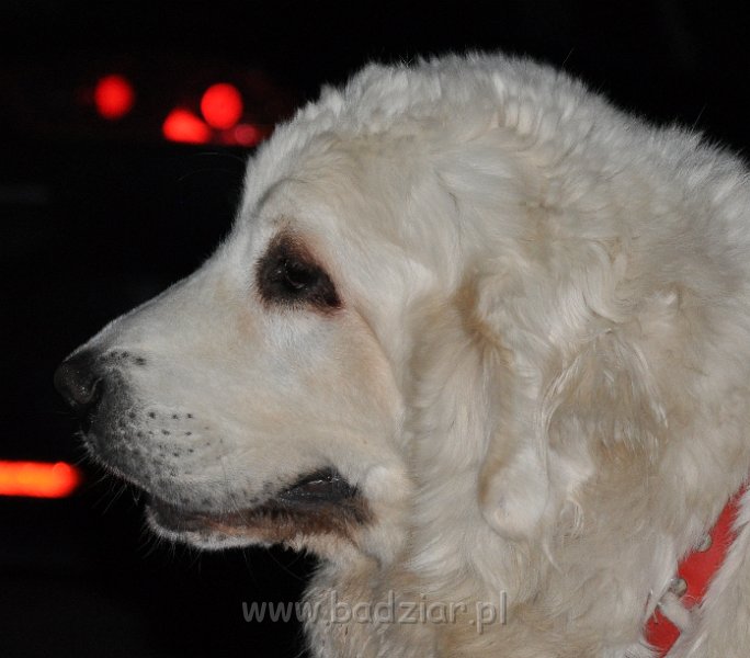 owczarek-podhalanski_5102.jpg - Owczarek Podhalański - FIGLARKA FORGA Badziar (22miesiące)