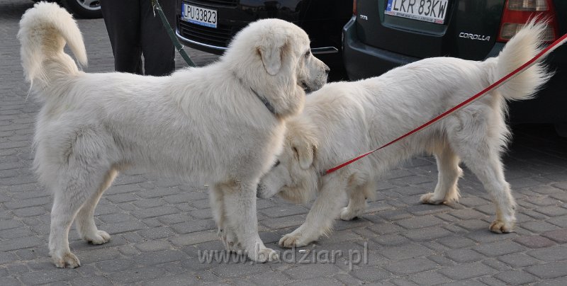 owczarek-podhalanski-1604.jpg - Owczarek Podhalański - od lewej: FAWORYT FABI Badziar, FLIRCIARZ FOLK Badziar  