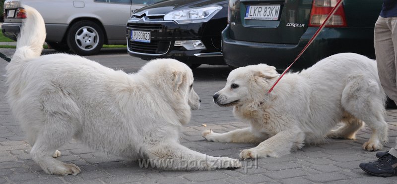 owczarek-podhalanski-1610.jpg - Owczarek Podhalański - od lewej: FAWORYT FABI Badziar, FLIRCIARZ FOLK Badziar  