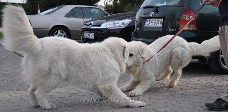 owczarek-podhalanski-1611.jpg - Owczarek Podhalański - od lewej: FAWORYT FABI Badziar, FLIRCIARZ FOLK Badziar  