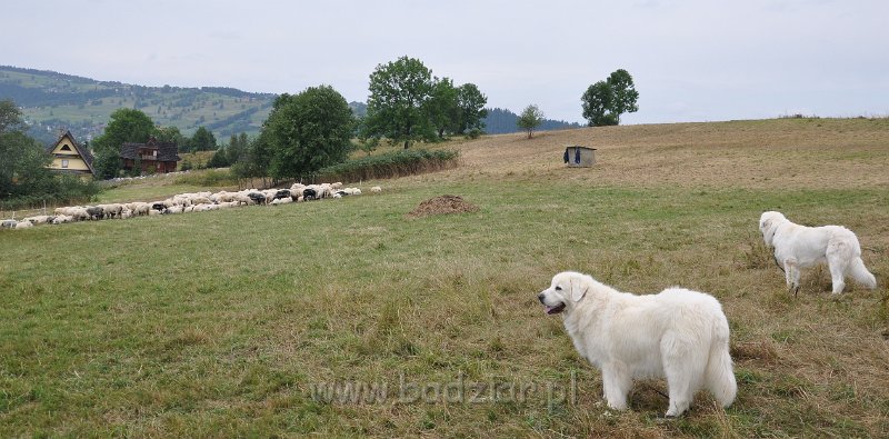 owczarek-podhalanski-2213.jpg - Owczarek Podhalański - od lewej: BAŁAMUTKA BEJA Badziar, FLIRCIARZ FOLK Badziar (15 miesięcy)