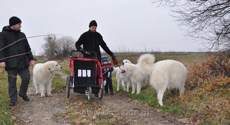 owczarek-podhalanski-_8394.jpg - Owczarek podhalański - od lewej: BAŁAMUTKA BEJA Badziar, UROCZYCHA UMBRA Badziar, FLIRCIARZ FOLK Badziar (6,5 miesiąca), PRZYMILNY PERS Badziar
