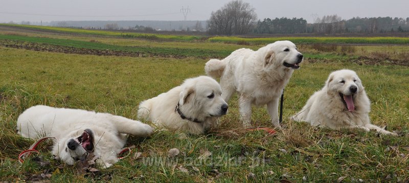 owczarek-podhalanski-_8417.jpg - Owczarek podhalański - od lewej: FLIRCIARZ FOLK Badziar (6,5 miesiąca), PRZYMILNY PERS Badziar, UROCZYCHA UMBRA Badziar, BAŁAMUTKA BEJA Badziar