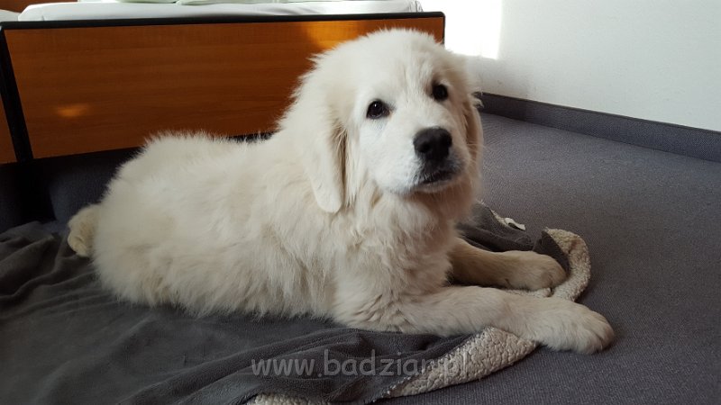 20170415_175518.jpg - Owczarek Podhalański - GRZECZNIŚ GACEK Badziar (4 miesiące)