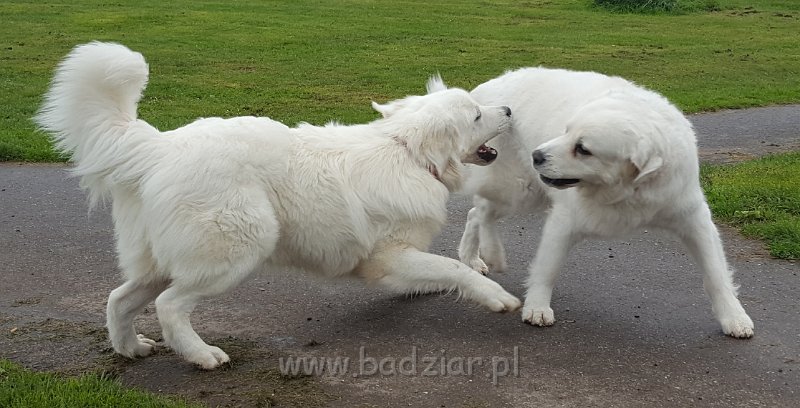 20171022_142627.jpg - Owczarek Podhalański - od lewej: GRZECZNIŚ GACEK Badziar(10 miesięcy) i PSOTNA PIXI Badziar(11 lat)