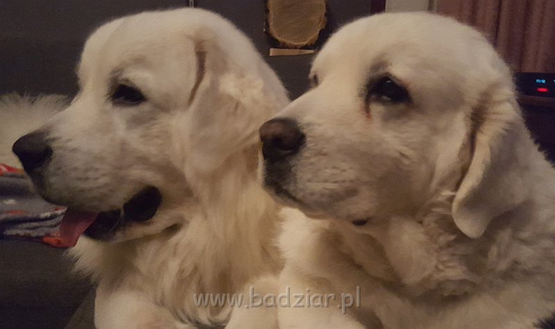 20171115_104007.jpg - Owczarek Podhalański - od lewej: GRZECZNIŚ GACEK Badziar (11 miesięcy) i PSOTNA PIXI Badziar