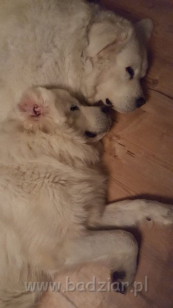 20171122_232946.jpg - Owczarek Podhalański - GRZECZNIŚ GACEK Badziar (11miesięcy) i PSOTNA PIXI Badziar