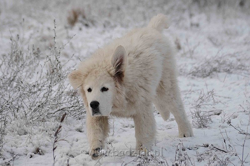 podhalan_5153a.jpg - Owczarek Podhalański - KAMRAT KENAI Badziar