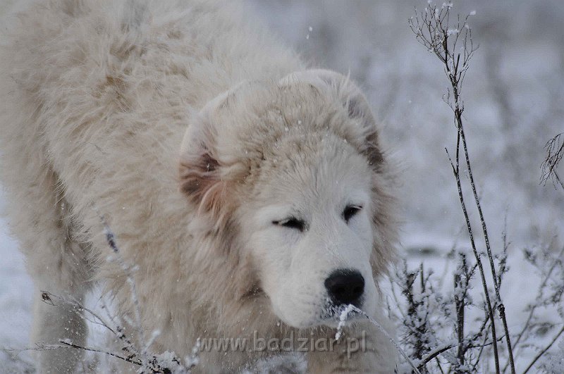 podhalan_5157a.jpg - Owczarek Podhalański - KAMRAT KENAI Badziar