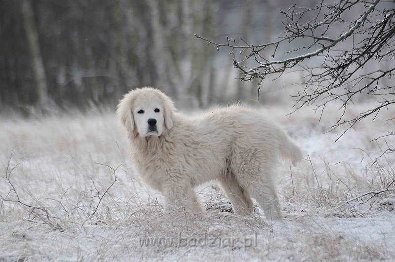 podhalan_5176a.jpg - Owczarek Podhalański - KAMRAT KENAI Badziar