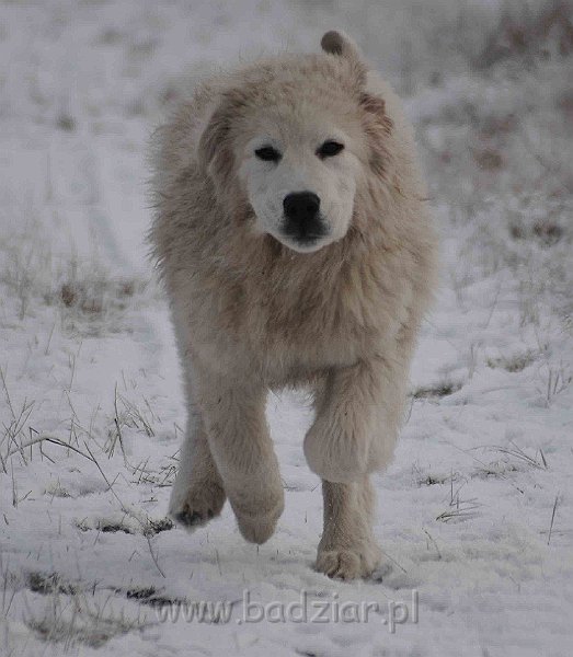 podhalan_5184a.jpg - Owczarek Podhalański - KAMRAT KENAI Badziar