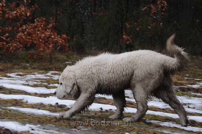 podhalan_6017.jpg - Owczarek Podhalański - KAMRAT KENAI Badziar (4,5 miesiąca)
