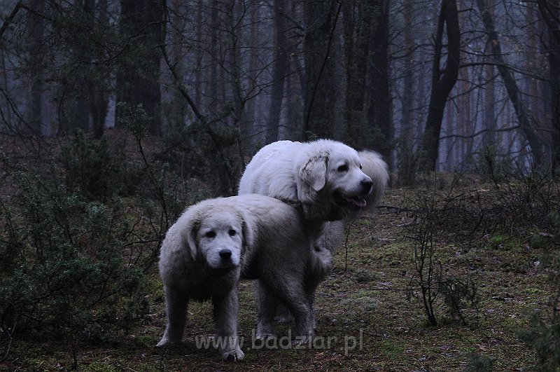 podhalan_6021.jpg - Owczarek Podhalański - KAMRAT KENAI Badziar (4,5 miesiąca) i PRZEKORNA PROXIMA Badziar