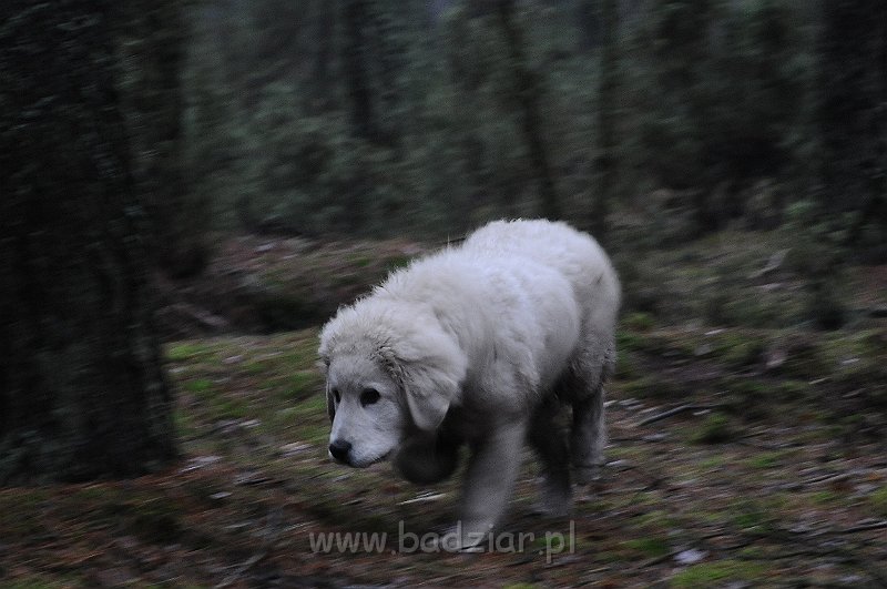 podhalan_6049.jpg - Owczarek Podhalański - KAMRAT KENAI Badziar (4,5 miesiąca)