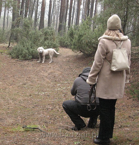 podhalan_9629.jpg - Owczarek Podhalański - KAMRAT KENAI Badziar (4,5 miesiąca)