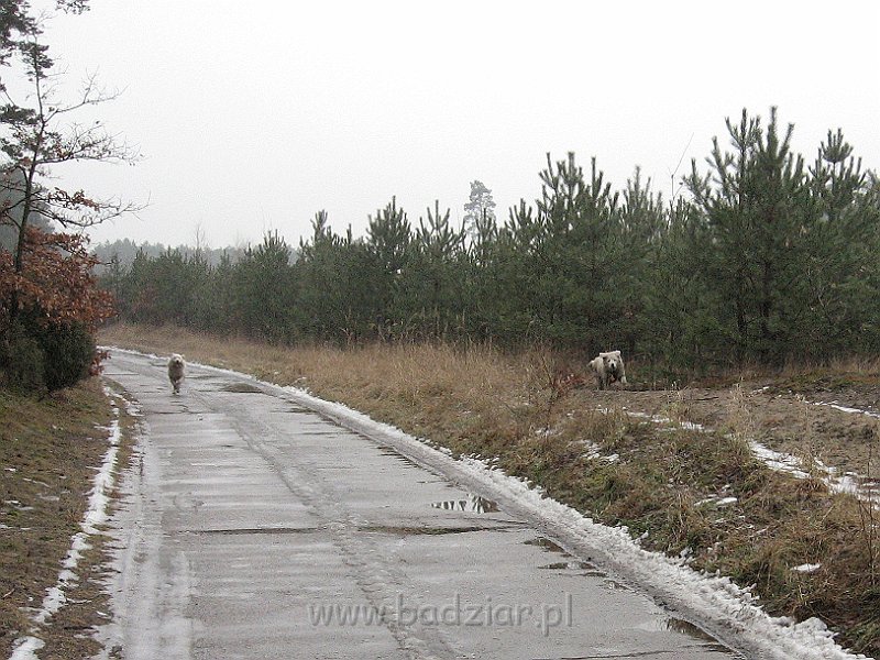 podhalan_9776.jpg - Owczarek Podhalański - KAMRAT KENAI Badziar (4,5 miesiąca) i PRZEKORNA PROXIMA Badziar