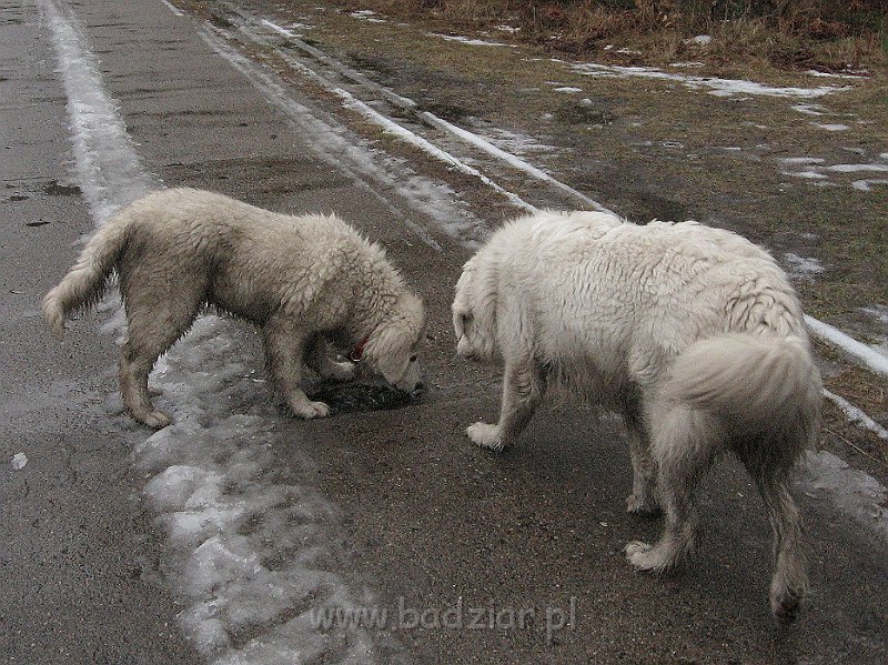 podhalan_9784.jpg - Owczarek Podhalański - KAMRAT KENAI Badziar (4,5 miesiąca) i PRZEKORNA PROXIMA Badziar