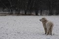 podhalan_5197a