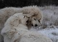 podhalan_5365a