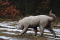 podhalan_6017
