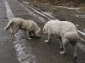 podhalan_9784
