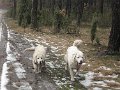 podhalan_9841