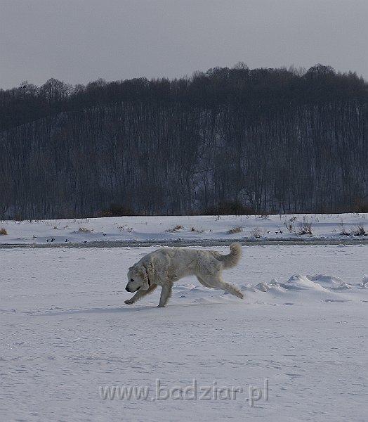 DSC09610.JPG - Owczarek Podhalański - KOKIETKA KESSI Badziar (17 miesięcy)