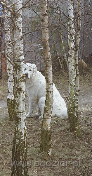 owczarekpodhalanski_00910.jpg - Owczarek Podhalański - KOKIETKA KESSI Badziar (18 miesięcy)
