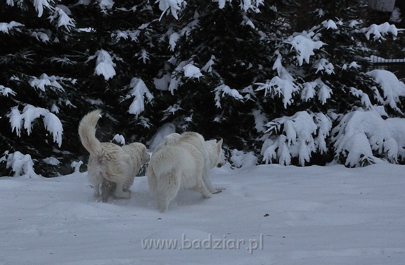 owczarekpodhalanski_0141.jpg - Owczarek Podhalański - KOKIETKA KESSI Badziar (16 miesięcy), PRZYMILNY PERS Badziar, BAŁAMUTKA BEJA Badziar