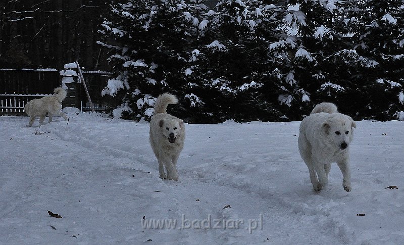 owczarekpodhalanski_0144.jpg - Owczarek Podhalański - od prawej: KOKIETKA KESSI Badziar (16 miesięcy), BAŁAMUTKA BEJA Badziar, PRZYMILNY PERS Badziar