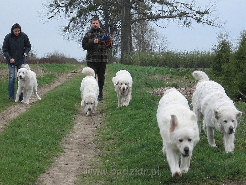 podhalan_0235.jpg - Owczarek Podhalański - KOKIETKA KESSI Badziar (7 miesięcy -  pierwsza z lewej) na rodzinnym spacerze - dalej Lawa, Surma, Pers i Beja.