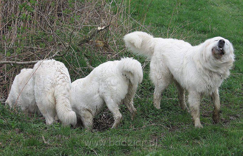 podhalan_0245.jpg - Owczarek Podhalański - KOKIETKA KESSI Badziar (7 miesięcy - w środku ) na rodzinnym spacerze - po lewej Lawa, po prawej Pers.