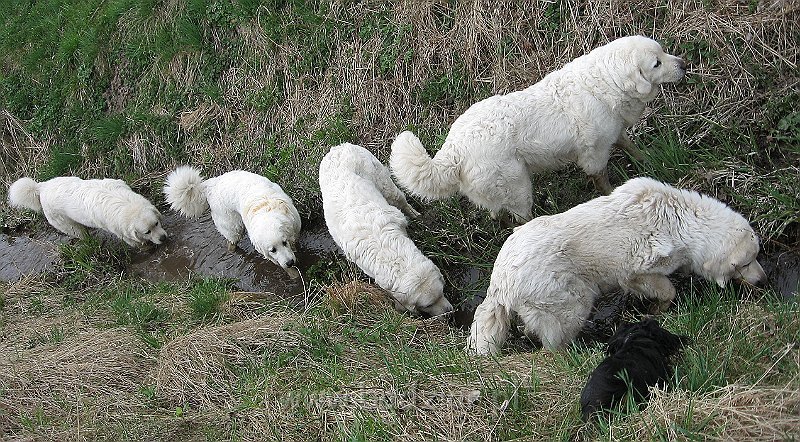 podhalan_0251.jpg - Owczarek Podhalański - KOKIETKA KESSI Badziar (7 miesięcy) na rodzinnym spacerze.