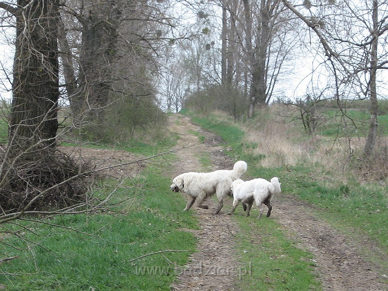 podhalan_0253.jpg - Owczarek Podhalański - KOKIETKA KESSI Badziar (7 miesięcy) i PRZYMILNY PERS Badziar