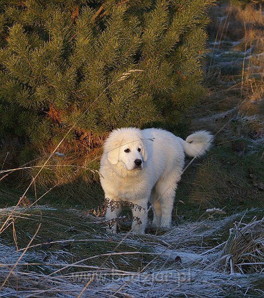podhalan_05041.jpg - Owczarek Podhalański - KOKIETKA KESSI Badziar (4 miesiące)