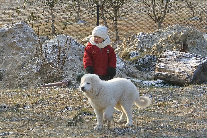 podhalan_05133.jpg - Owczarek Podhalański - KOKIETKA KESSI Badziar (4 miesiące)