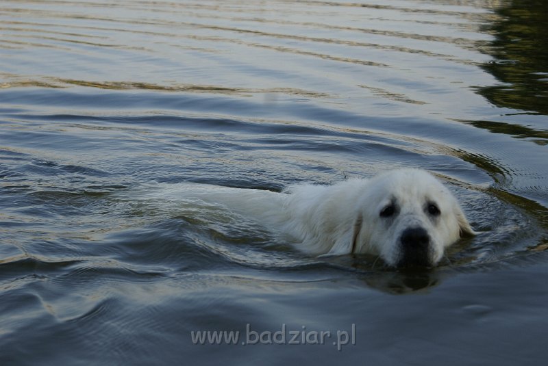 podhalan_05661.jpg - Owczarek Podhalański - KOKIETKA KESSI Badziar (10 miesięcy)