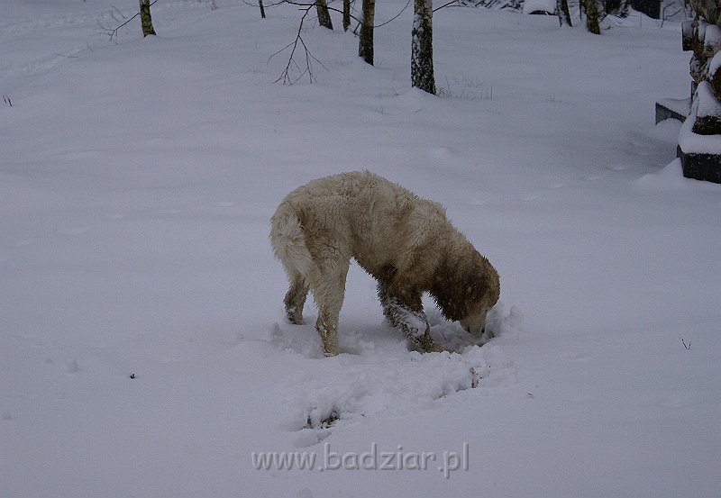 podhalan_05690.jpg - Owczarek Podhalański - KOKIETKA KESSI Badziar (5 miesięcy)