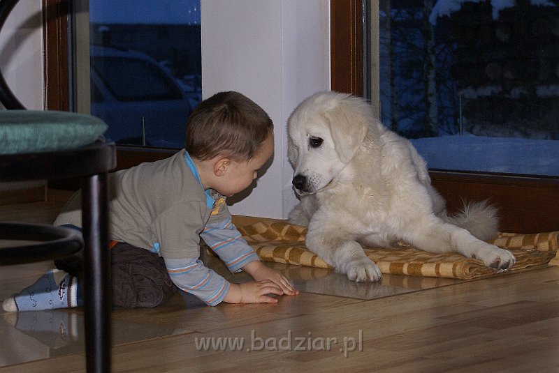 podhalan_05703.jpg - Owczarek Podhalański - KOKIETKA KESSI Badziar (5 miesięcy)