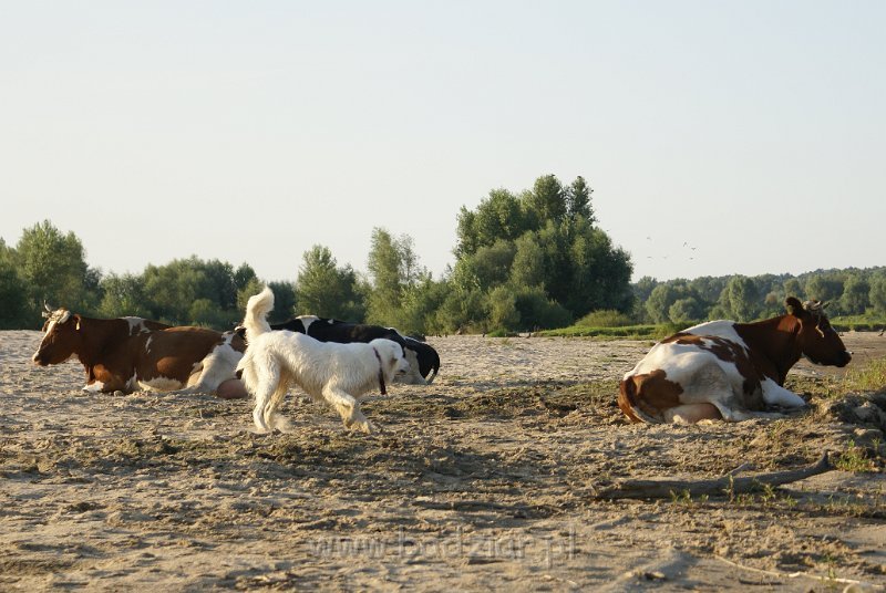 podhalan_05940.jpg - Owczarek Podhalański - KOKIETKA KESSI Badziar (11 miesięcy)