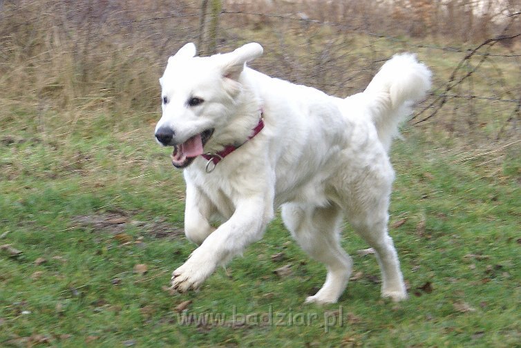 podhalan_09014.jpg - Owczarek Podhalański - KOKIETKA KESSI Badziar (14.5 miesiąca)