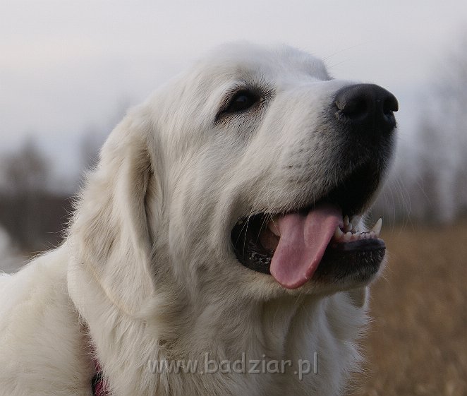 podhalan_09057.jpg - Owczarek Podhalański - KOKIETKA KESSI Badziar (14.5 miesiąca)