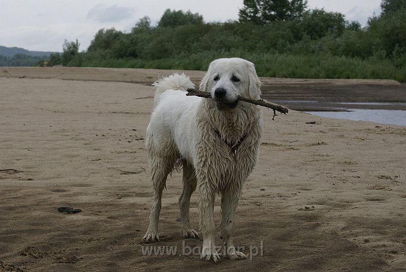 podhalan_09557.jpg - Owczarek Podhalański - KOKIETKA KESSI Badziar (9 miesięcy)