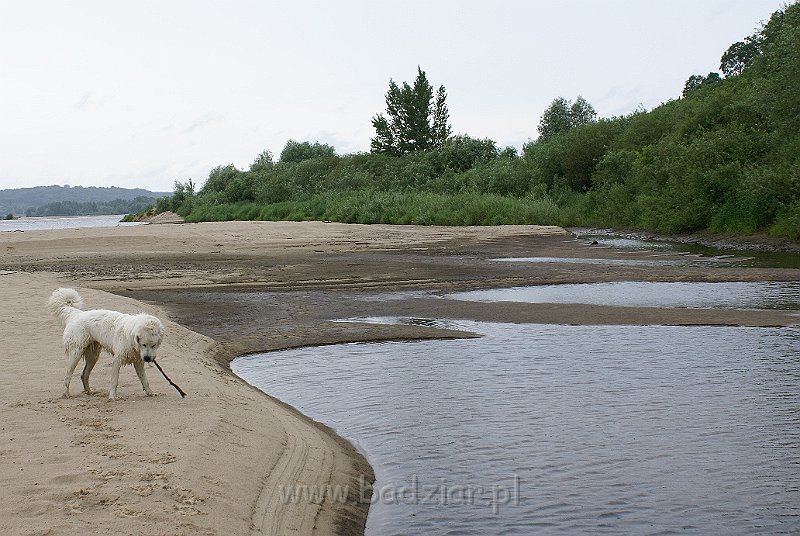 podhalan_09572.jpg - Owczarek Podhalański - KOKIETKA KESSI Badziar (9 miesięcy)
