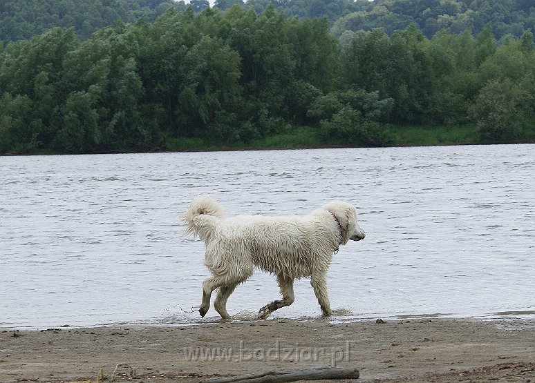 podhalan_09667.jpg - Owczarek Podhalański - KOKIETKA KESSI Badziar (9 miesięcy)